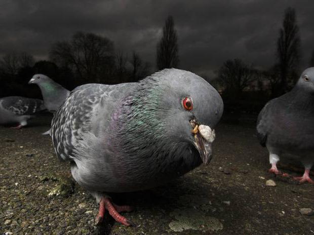 Bolesti Newcastlea u golubovima: simptomi, prevencija, liječenje